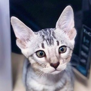 Meet your Posher, Pui yan